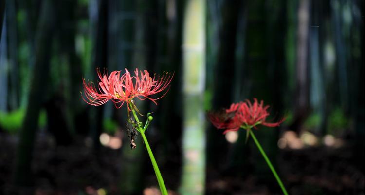 彼岸花什么时候开花（描述彼岸花的花期时间）