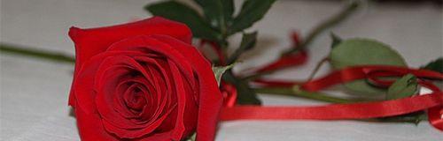 红玫瑰花的寓意及象征（花开春日）
