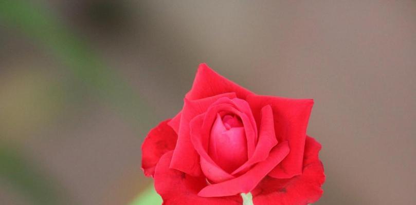红玫瑰花的寓意及象征（花开春日）