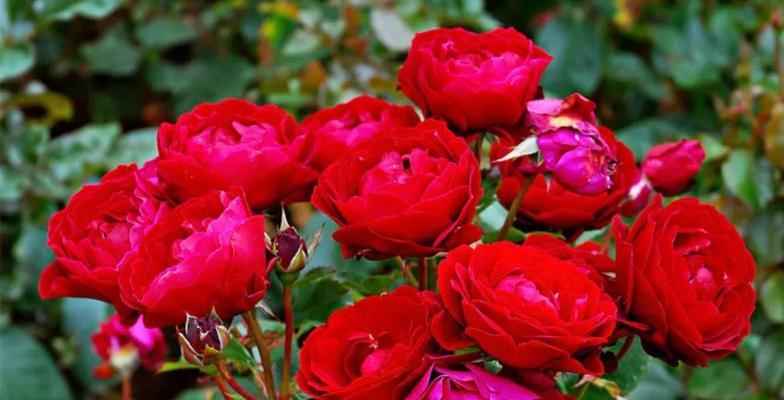 红蔷薇的花语（传递真情的红色花朵）