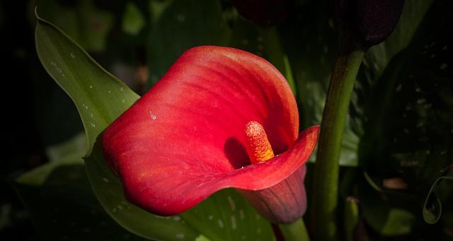 红色马蹄莲花语（以红色马蹄莲花为象征）