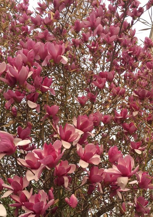 红玉兰花（红玉兰花）