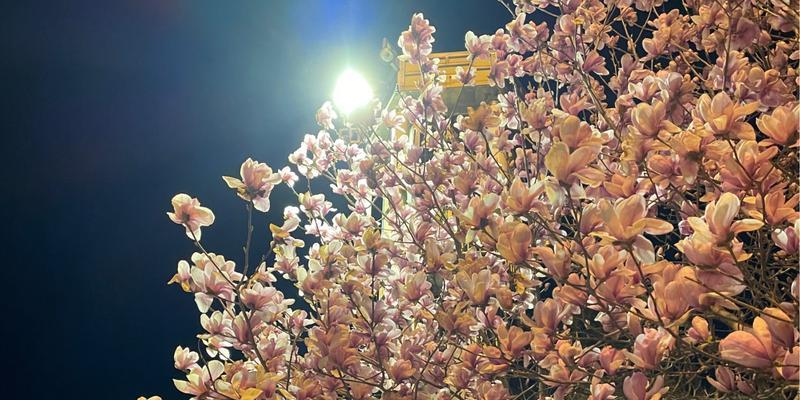 红玉兰花（红玉兰花）