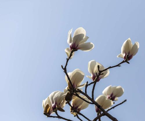 红玉兰花（红玉兰花）