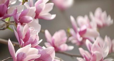 红玉兰花（探秘红玉兰花的花语和意义）