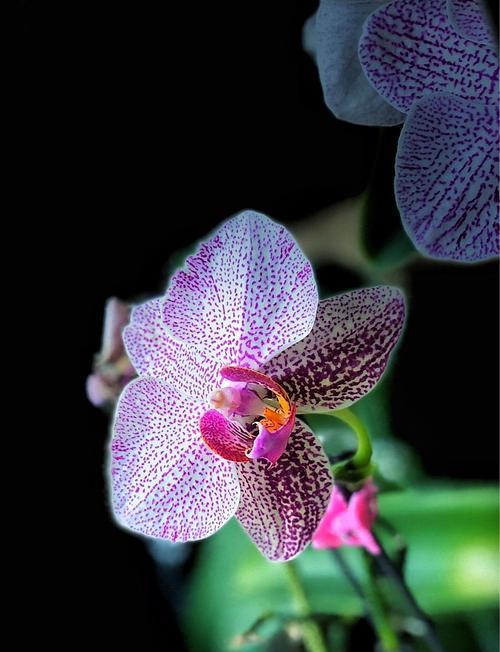 蝴蝶兰（寓意花语与美丽传说）
