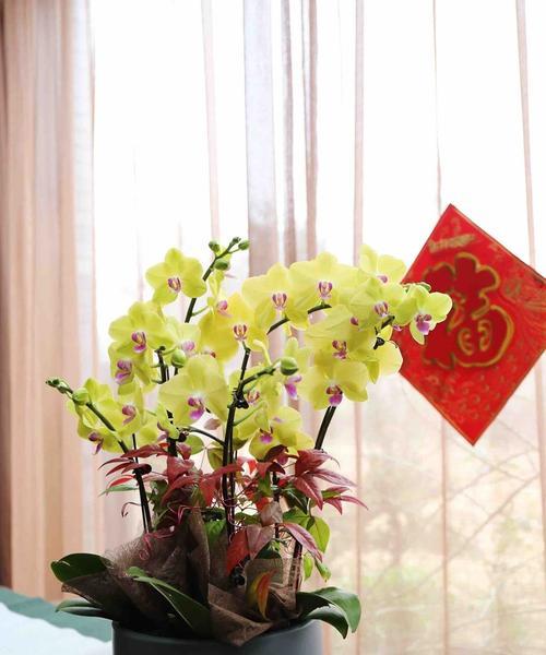 蝴蝶兰花语寓意（蝴蝶兰）