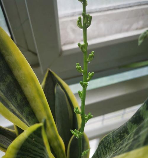 虎皮兰绽放的寓意与意义（探寻虎皮兰开花的象征意义）
