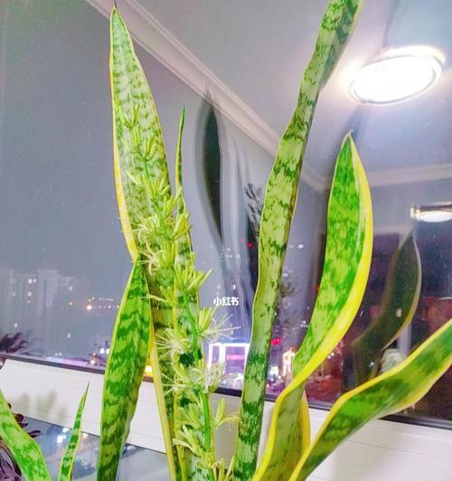 虎皮兰绽放的寓意与意义（探寻虎皮兰开花的象征意义）