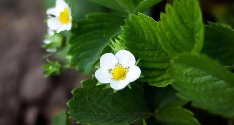 花芽分化的奇妙变化（探索植物世界中的奥秘与无限可能）