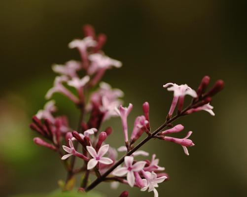 花叶丁香的花语与寓意（赏析花叶丁香）