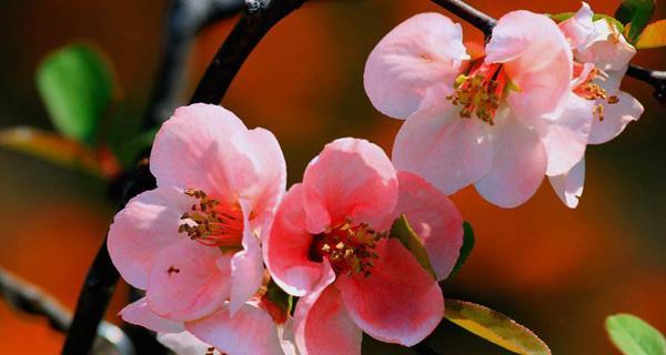 花语含义大全（以花语为纽带）