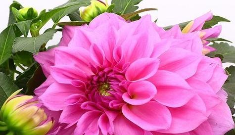 花语之谎言与欺骗（揭开花海中的谎言与欺骗）