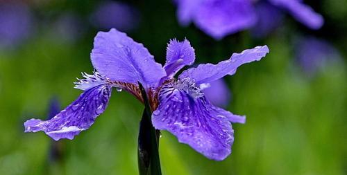 花语之谎言与欺骗（揭开花海中的谎言与欺骗）