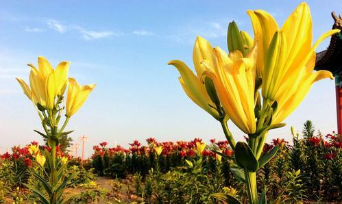 黄百合花语（美丽花朵背后的寓意与情感）