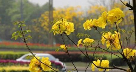 黄风铃花的花语与寓意（探寻黄风铃花的秘密）