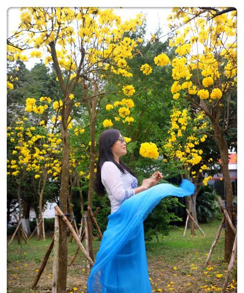 黄风铃花的花语与寓意（探寻黄风铃花的秘密）