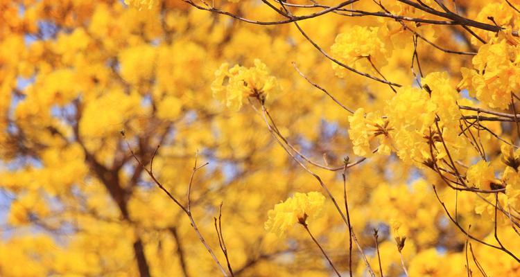 黄风铃花的花语与寓意（探寻黄风铃花的秘密）