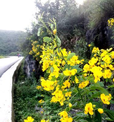 黄花槐（黄花槐的象征意义与文化传承）