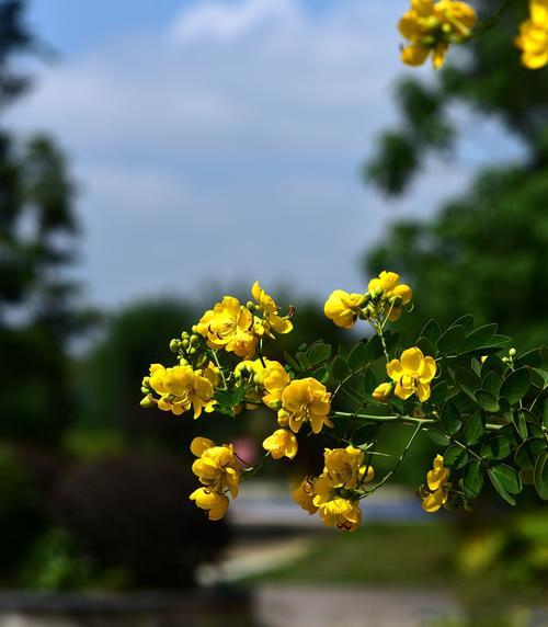 黄槐花语（美丽的黄槐花传递着深刻的花语）