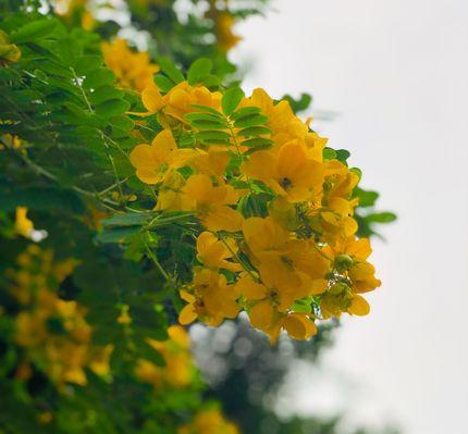 黄槐花语（美丽的黄槐花传递着深刻的花语）