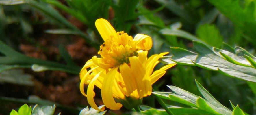 黄金菊的花语——闪耀的友谊（以黄金菊为载体）