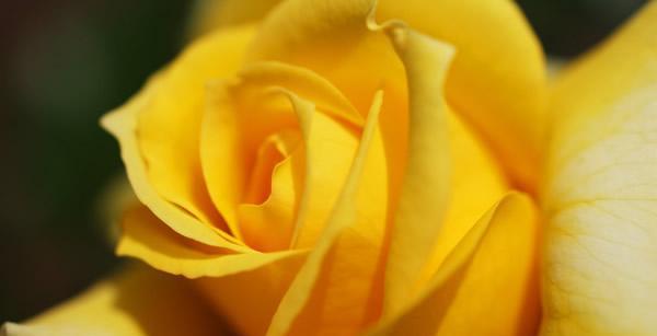 黄玫瑰的象征意义及其文化内涵（用黄玫瑰传递情感和友谊的关键）