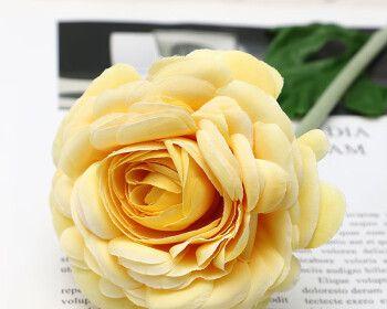 黄玫瑰的花语与象征（探索黄玫瑰背后的含义和象征意义）