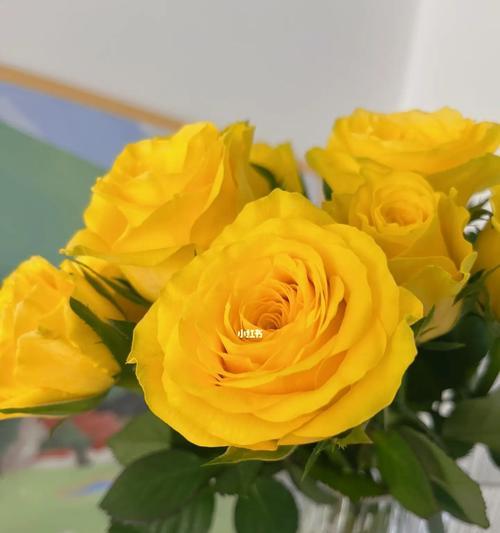 黄玫瑰花语（探寻黄玫瑰花语的深意）