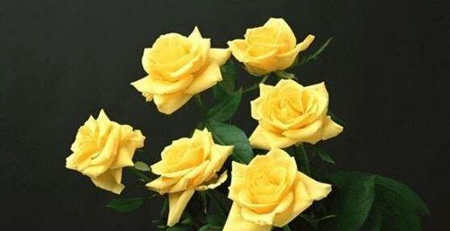 黄玫瑰的花语（探索黄玫瑰花语的秘密）