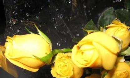 黄蔷薇花语与代表意义（揭示黄蔷薇的花语和象征意义）