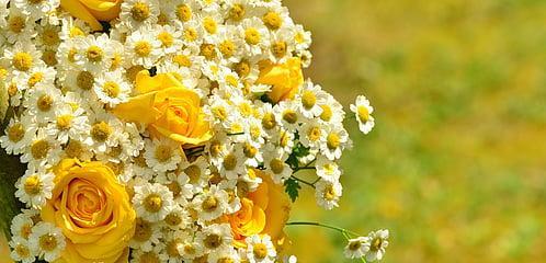 黄色雏菊的花语和寓意（探索黄色雏菊的花语与象征意义）