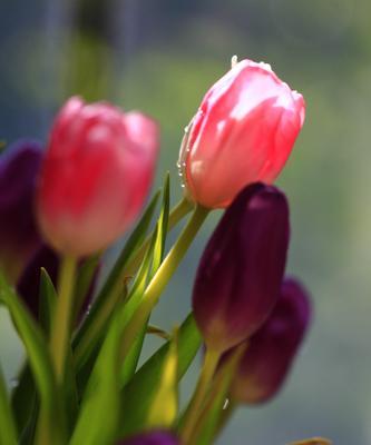 黄色郁金香的花语——传递温暖与希望（独特的花语魅力）