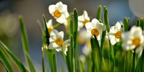 黄水仙花花语（春天中的欢乐与希望）