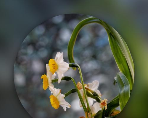 黄水仙花花语（春天中的欢乐与希望）