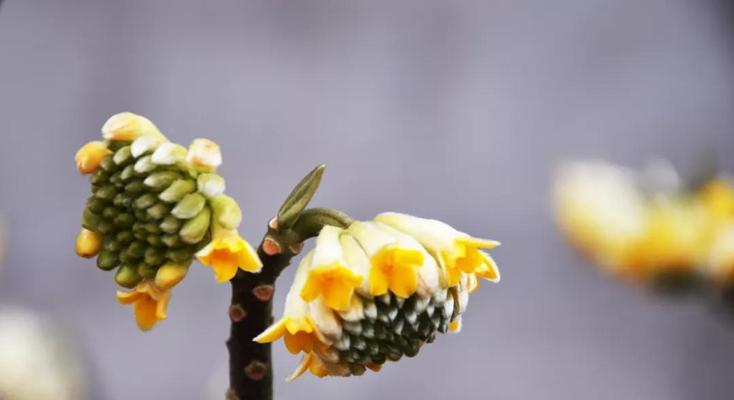 以结香的花语与传说故事（探寻以结香的花语和古老传说）