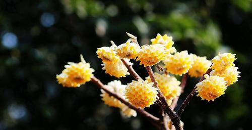 以结香花的寓意和风水（探究结香花的意义和其在风水中的作用）