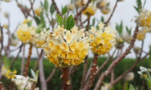 以结香花的寓意与象征意义（传承古老文化的芳香之花）