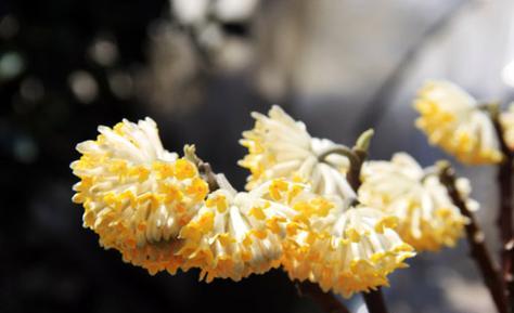 以结香花的寓意与象征意义（传承古老文化的芳香之花）