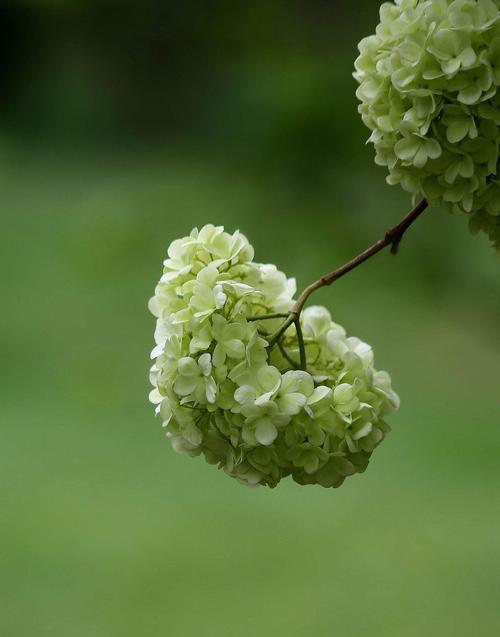 花花语（揭秘花的花语含义）