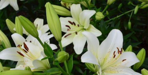 金百合花语与寓意（金百合花语的丰富内涵与深远寓意）
