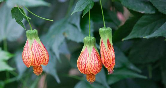 金铃花的花语——富贵、繁荣与祝福（金铃花）