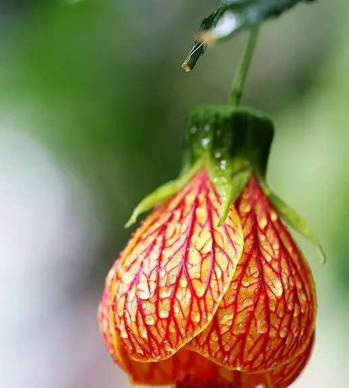 金铃花的花语——富贵、繁荣与祝福（金铃花）