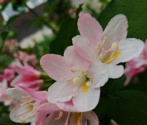 以锦带花的花语是什么（解读锦带花所代表的意义及象征）