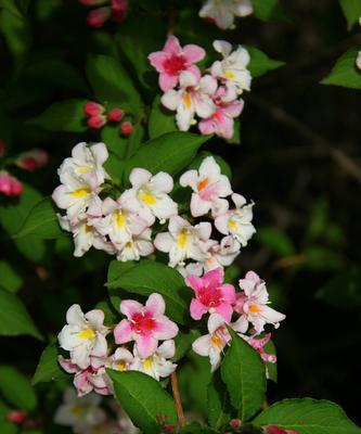 探秘锦带花花语（传承千年的文化符号）