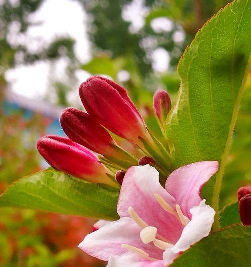 锦带花的花语及寓意（解读锦带花所传递的情感与祝福）