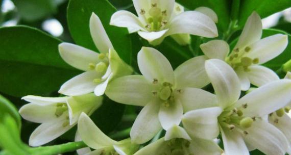 九里香花语解读之美丽与祝福（探寻九里香花语的深层意义与象征）