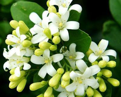 九里香花语解读之美丽与祝福（探寻九里香花语的深层意义与象征）