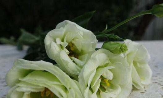 桔梗花语与传说（传承千年的花语）