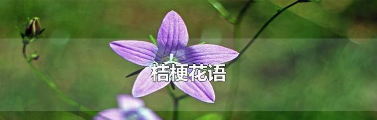 桔梗花，如诗如画（花开花落）